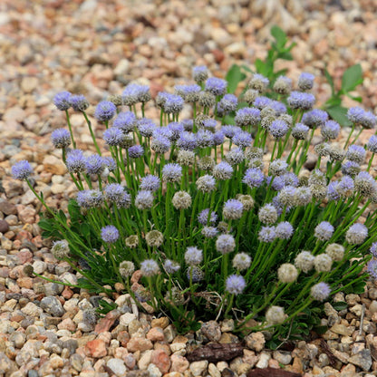 Tiny Dancer™ Dwarf Globeflower