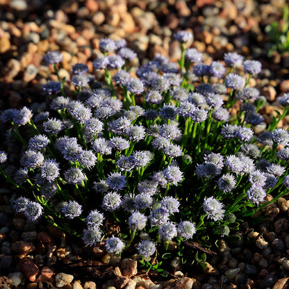 Tiny Dancer™ Dwarf Globeflower