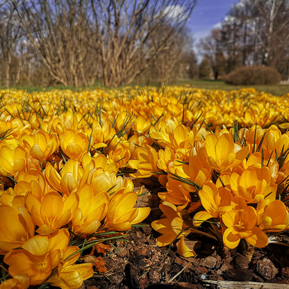 Golden Bunch Ankara Crocus
