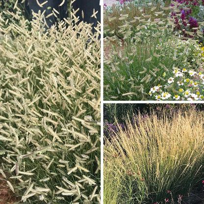 Grama Grass Collection