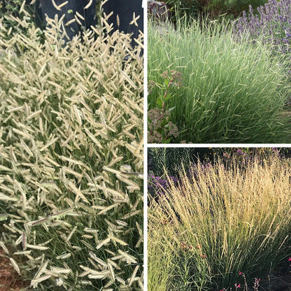 Grama Grass Collection