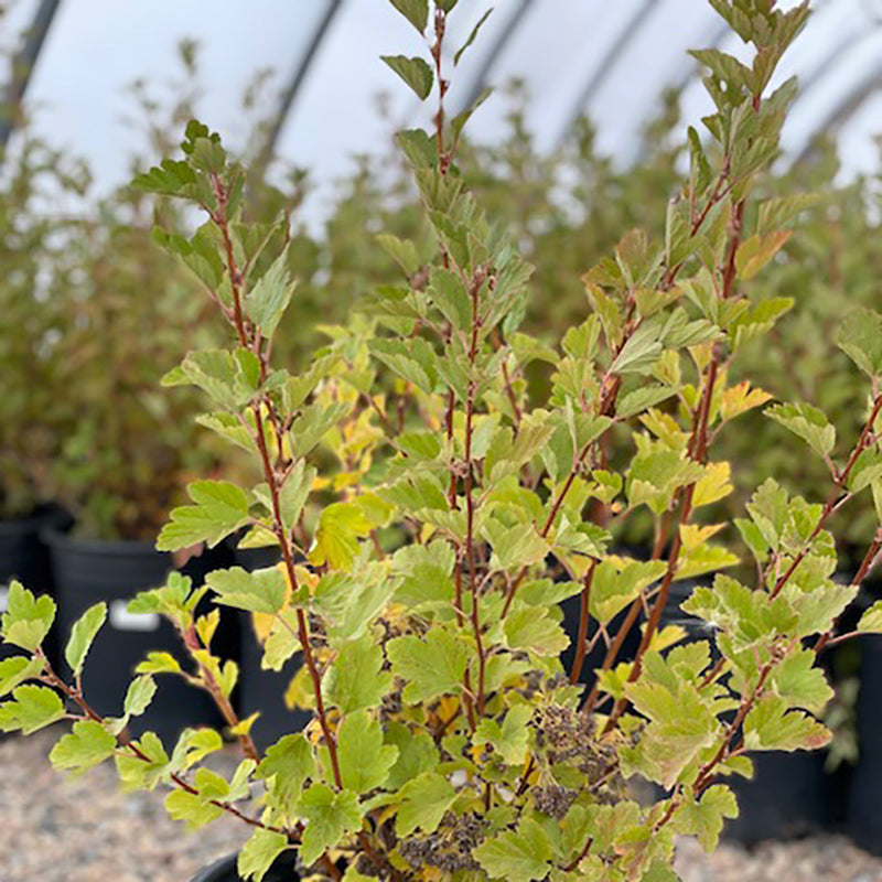 Grey Rock Mountain Ninebark