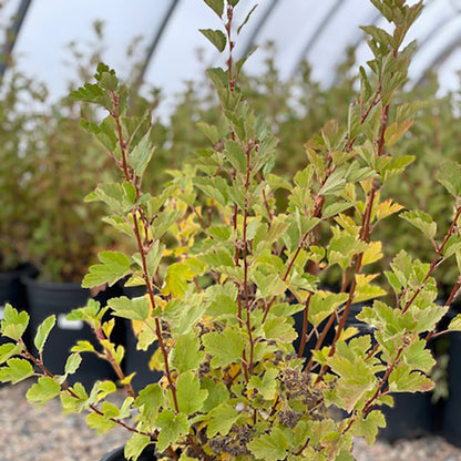 Grey Rock Mountain Ninebark
