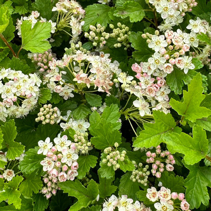 Grey Rock Mountain Ninebark