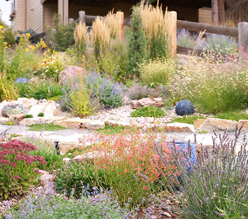 Xeric garden in the west with a house in the background
