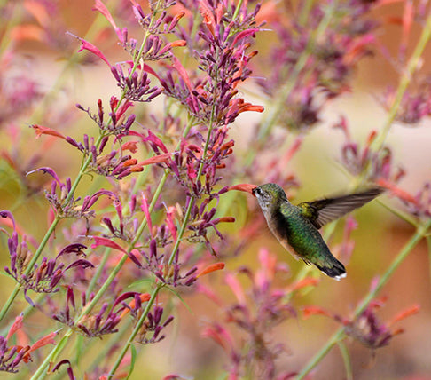 hummingbird flying