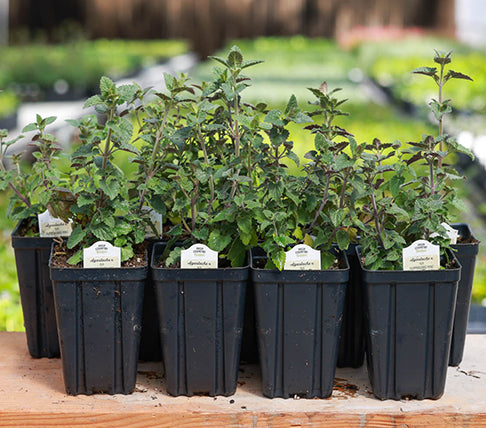 high country gardens plants in containers