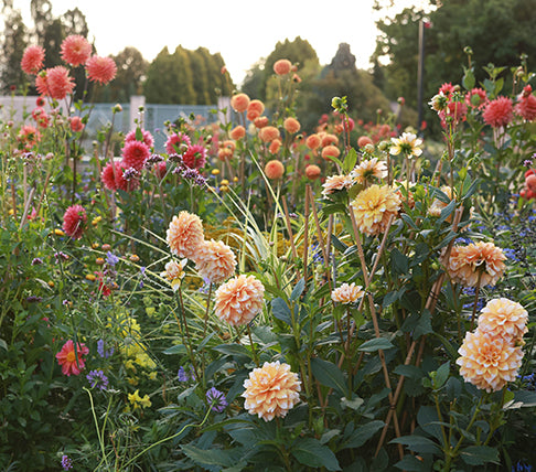 Snowboard Calla Lily Bulbs, Zantedeschia | High Country Gardens