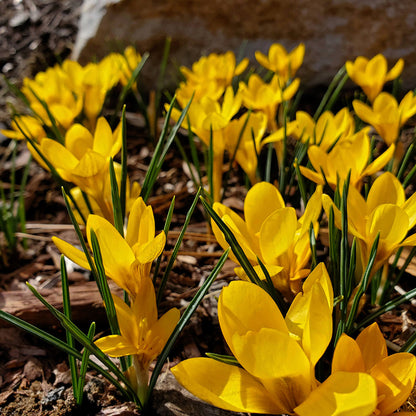 Golden Bunch Ankara Crocus