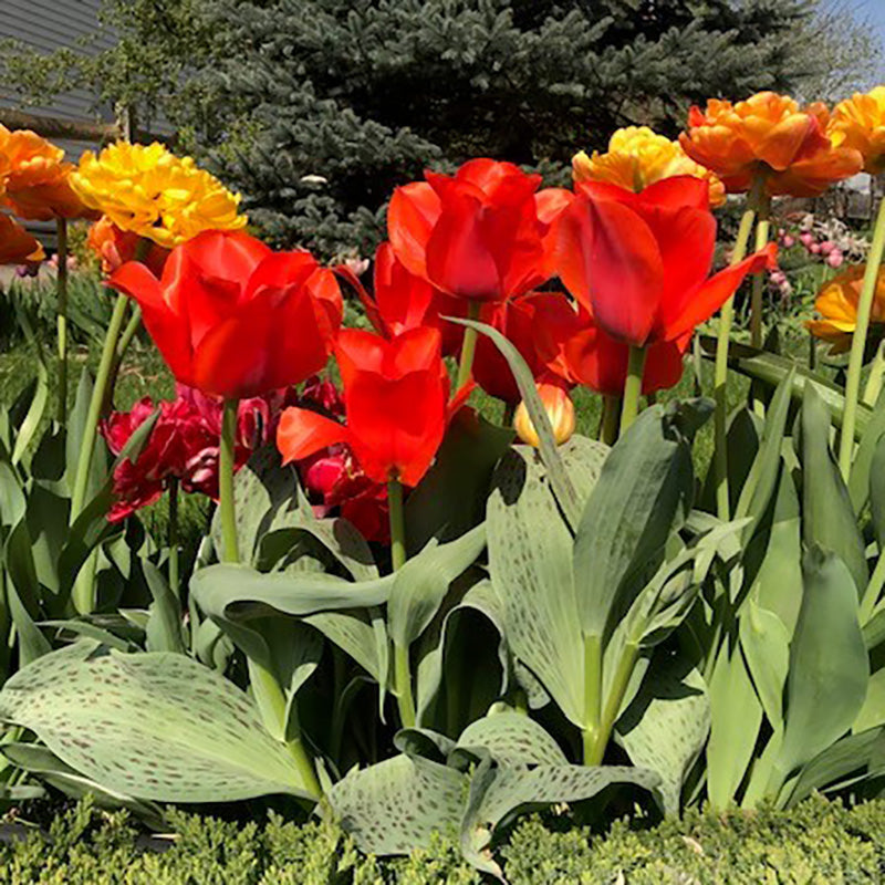 ututu　グラキリス Casa Grande Greigii Tulip | Rock Garden Tulip Bulbs