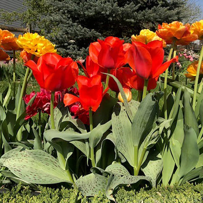 Casa Grande Rock Garden Tulip
