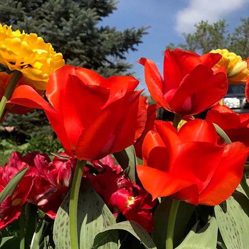 ututu　グラキリス Casa Grande Greigii Tulip | Rock Garden Tulip Bulbs