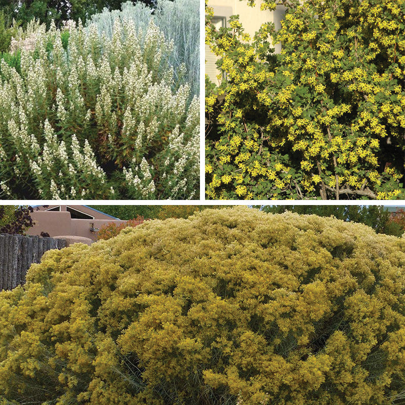 Habitat Shrub Collection For The West