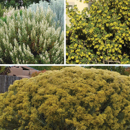 Habitat Shrub Collection For The West