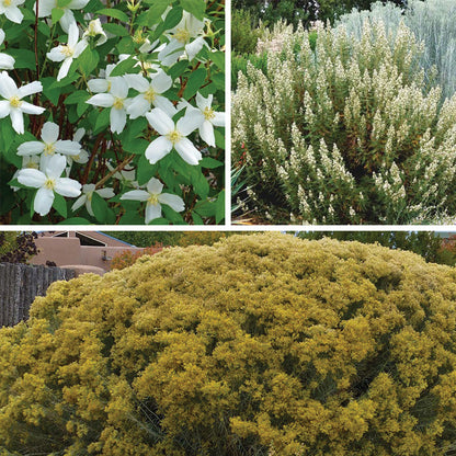 Habitat Shrub Collection For The West