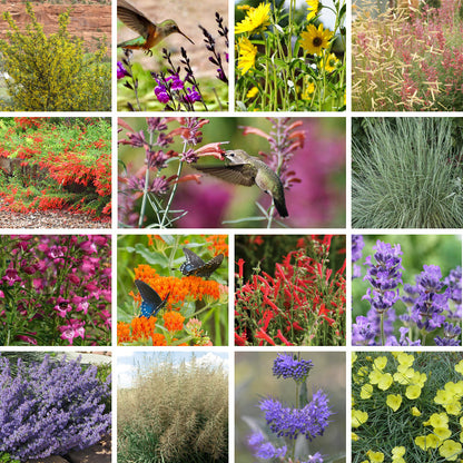 Habitat Hero Birdwatcher Pre-Planned Garden