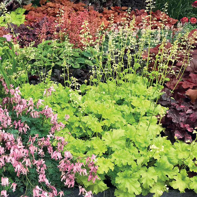 Lime Rickey Coral Bells