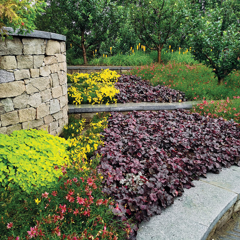 Midnight Rose Coral Bells | Dark Leaves with Pink Variegation