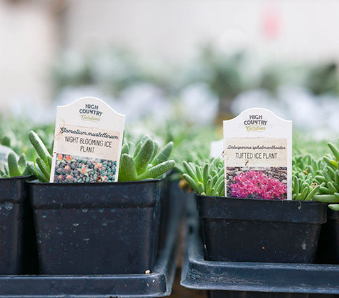 Row of High Country Gardens plants in a nursery