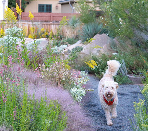 white dog running through a western garden