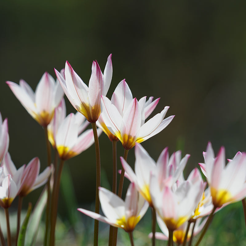 Hilde Wild Tulip | Tulipa cretica Species Bulbs
