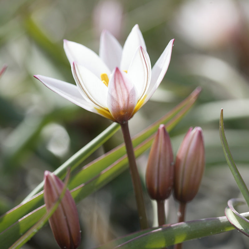 Hilde Wild Tulip | Tulipa cretica Species Bulbs