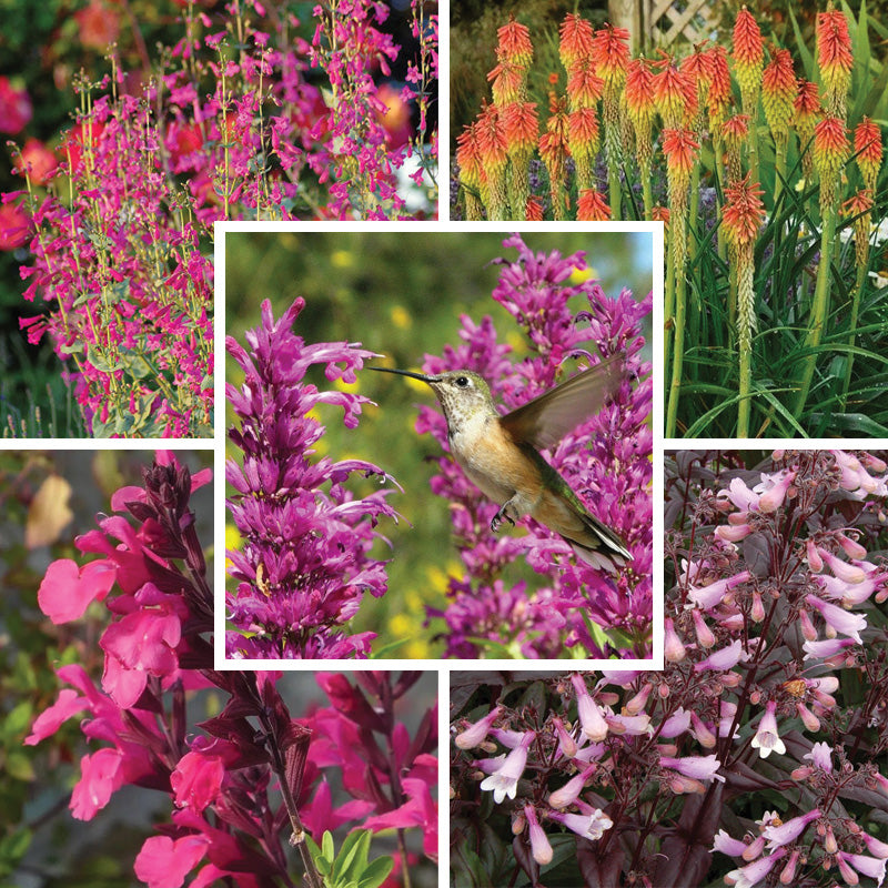 Hummingbird Attracting Collection For The West