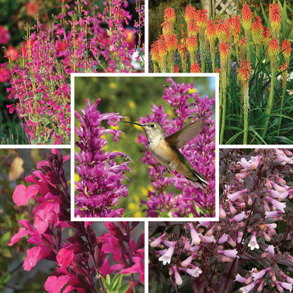 Hummingbird Attracting Collection For The West