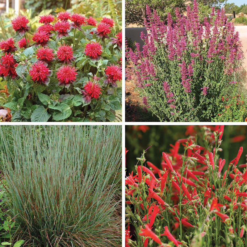 Hummingbird Container Garden