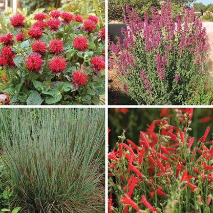 Hummingbird Container Garden