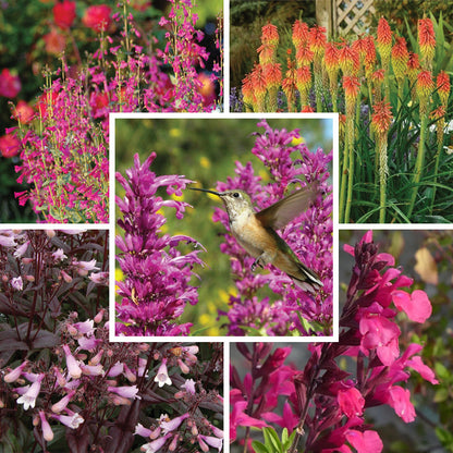 Hummingbird Attracting Collection For The West
