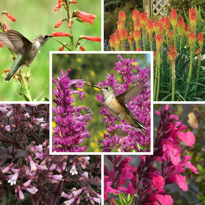 Hummingbird Attracting Collection For The West