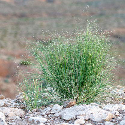 Indian Ricegrass