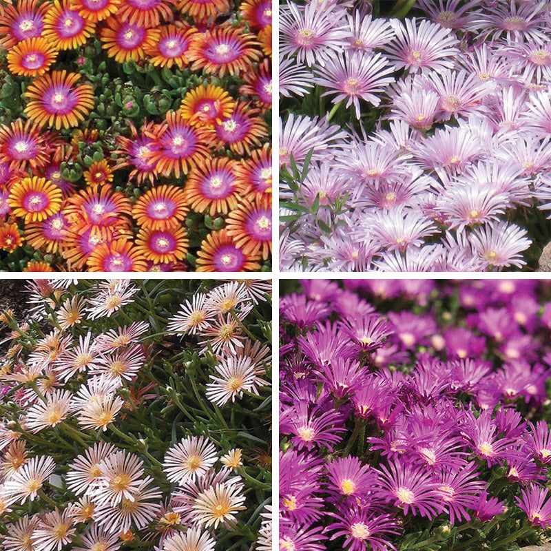 Ice Plant Collection (Delosperma) - Thumbnail 4
