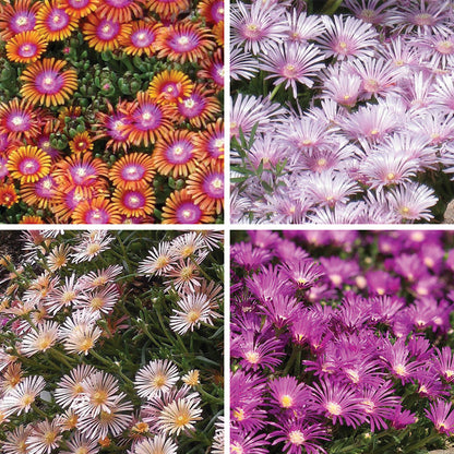 Ice Plant Collection (Delosperma)