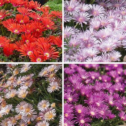 Ice Plant Collection (Delosperma)