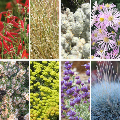Idaho Perennial Collection