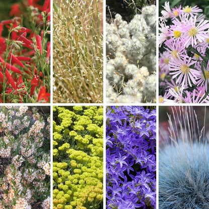 Idaho Perennial Collection