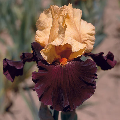 Idol Bearded Iris, Image Courtesy of Schreiner's Gardens