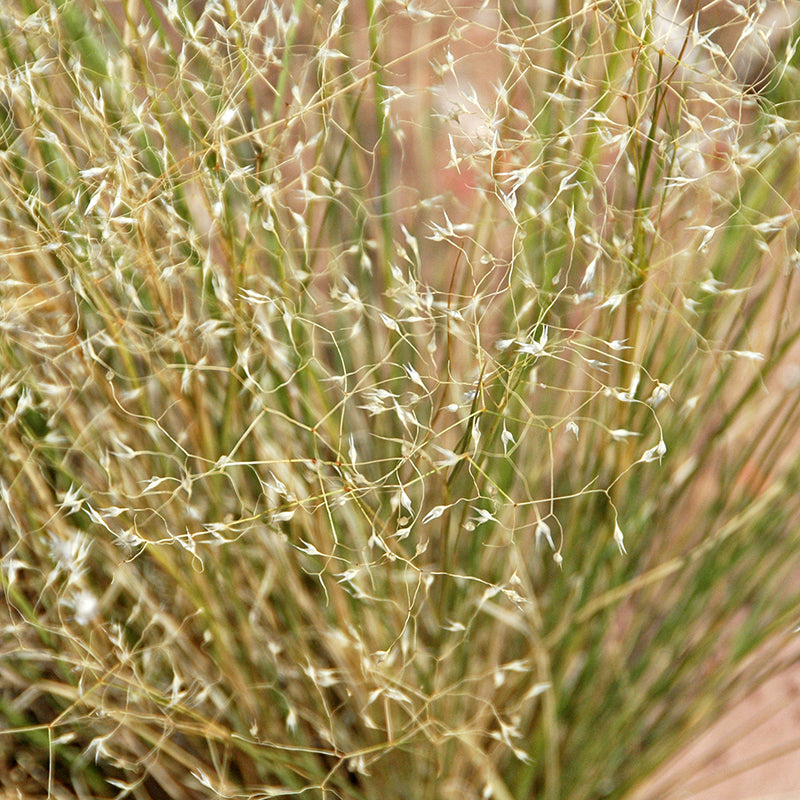 Indian Ricegrass