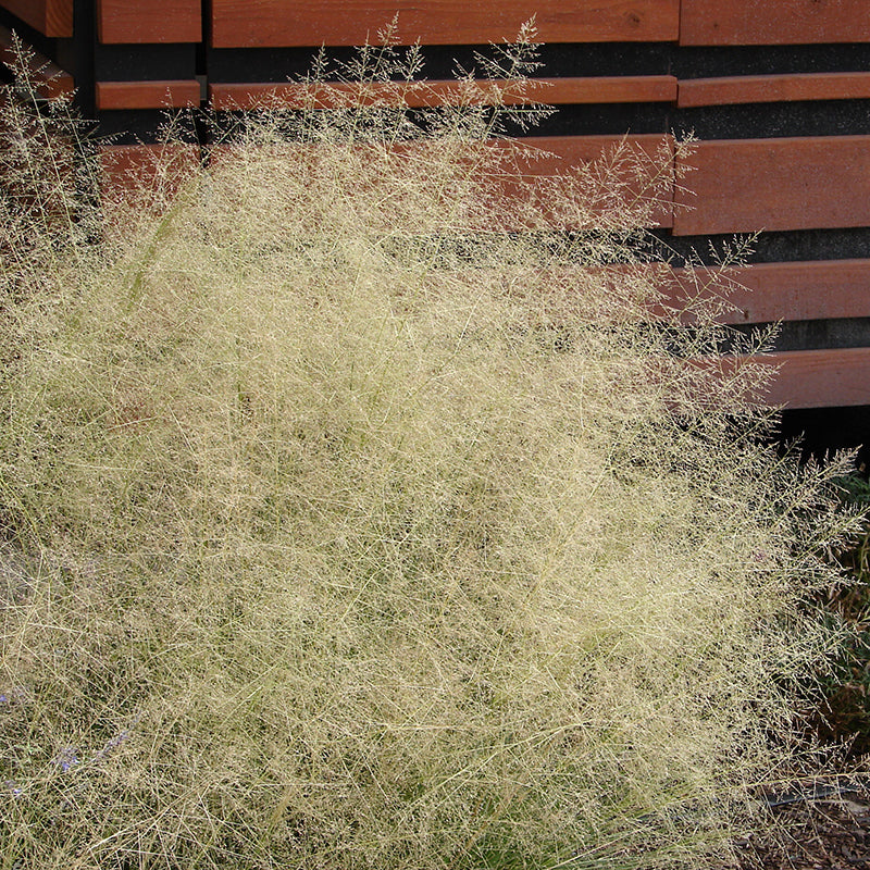 Indian Ricegrass