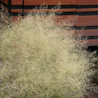 Indian Ricegrass