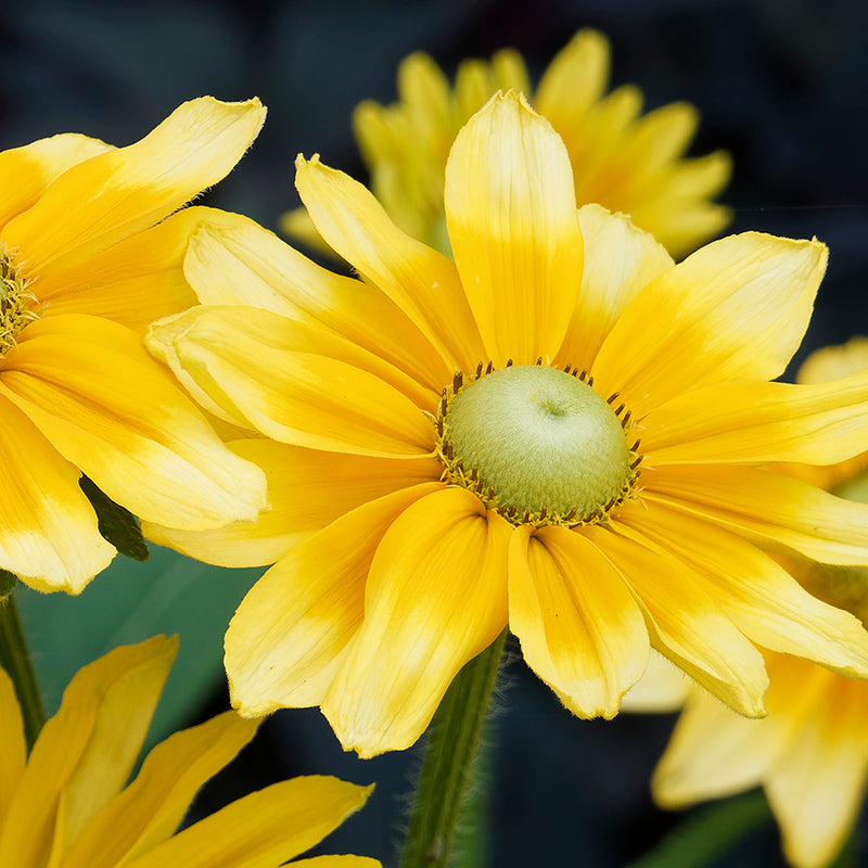 Irish Eyes Black Eyed Susan
