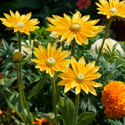 Irish Eyes Black Eyed Susan
