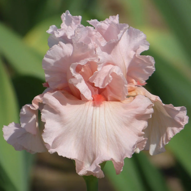 Irish Beauty Bearded Iris, Image Courtesy of Schreiner's Gardens