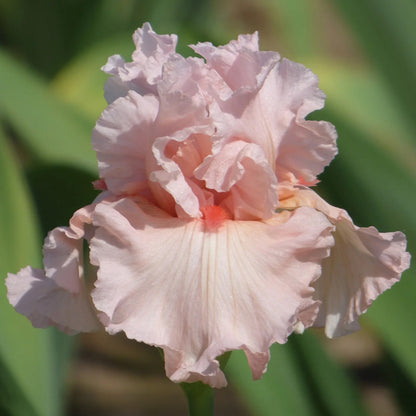 Irish Beauty Bearded Iris, Image Courtesy of Schreiner's Gardens