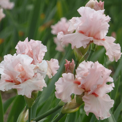 Irish Beauty Bearded Iris, Image Courtesy of Schreiner's Gardens