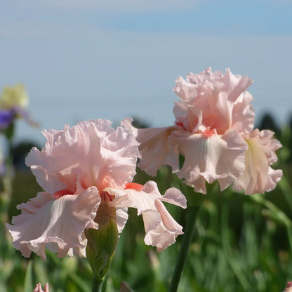 Irish Beauty Bearded Iris, Image Courtesy of Schreiner's Gardens