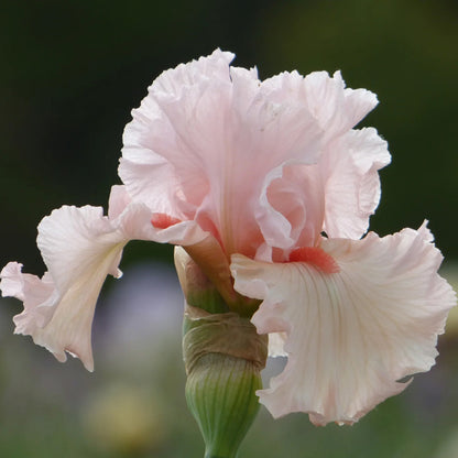 Irish Beauty Bearded Iris, Image Courtesy of Schreiner's Gardens