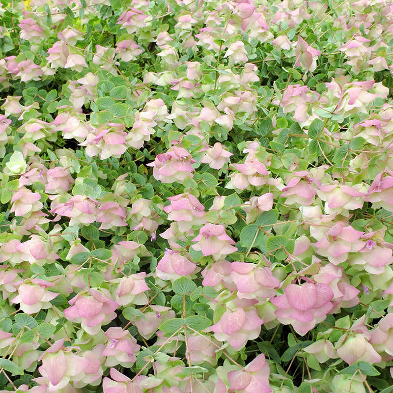 Kent Beauty Ornamental Oregano
